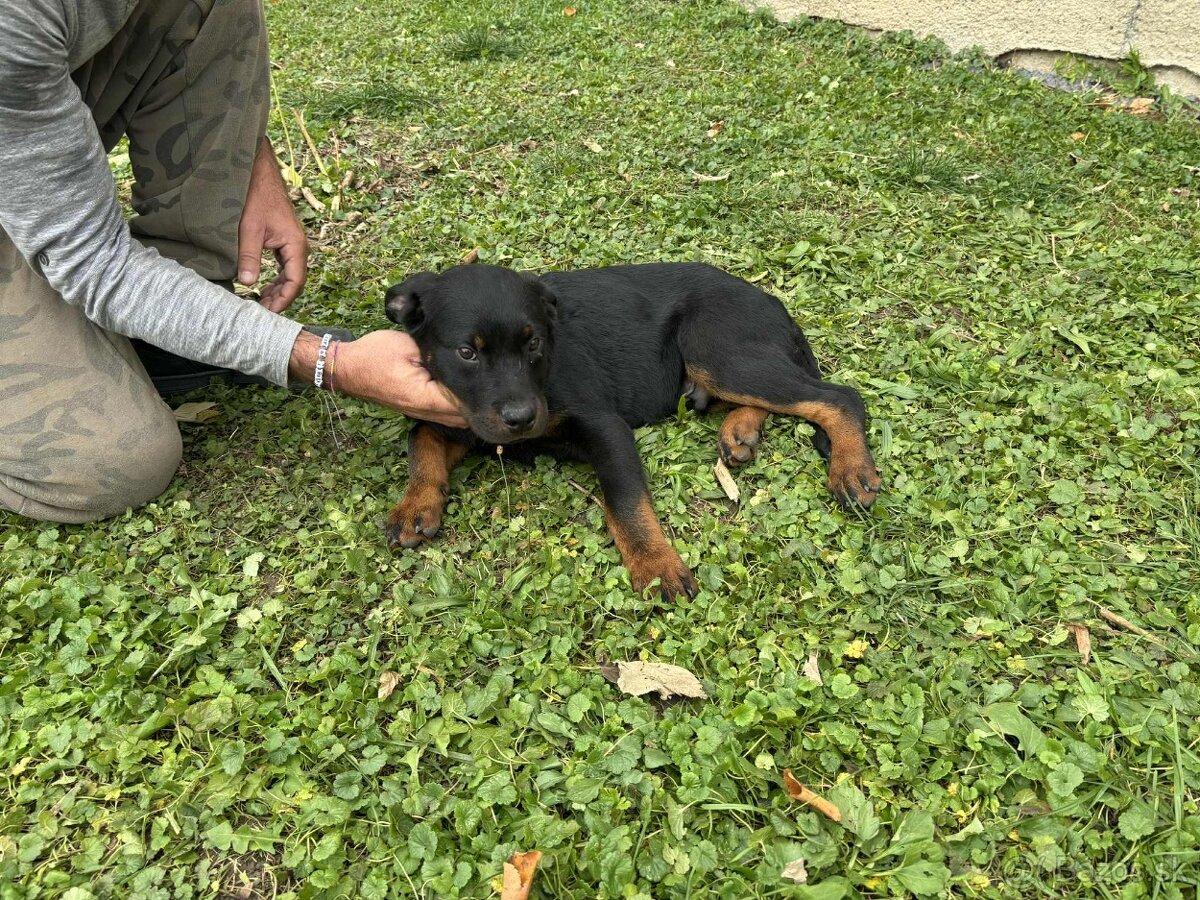 Na predaj šteniatka Rottweilera 🐶Eladó rottweiler kiskutyá