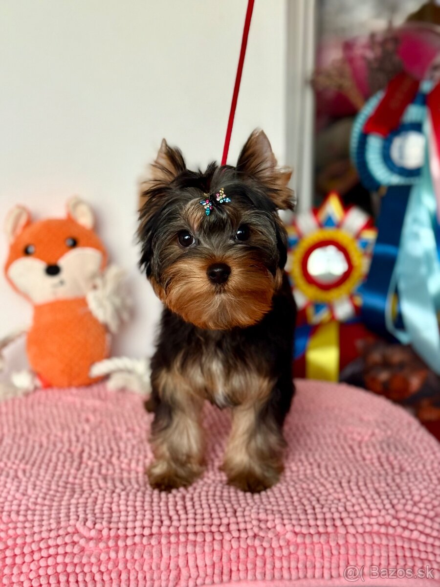 York, Yorkshire, Yorkshirsky terier, mini yorkshire