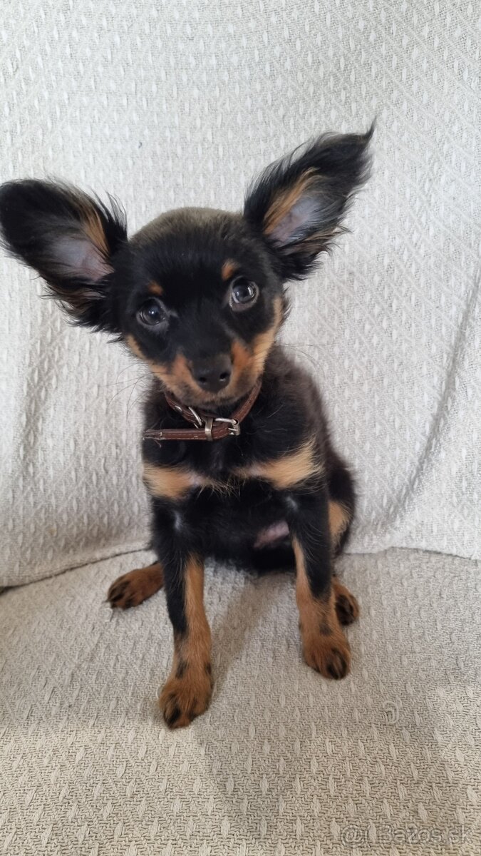 Ruský toy dlouhosrstý-štěňata s PP(FCI)