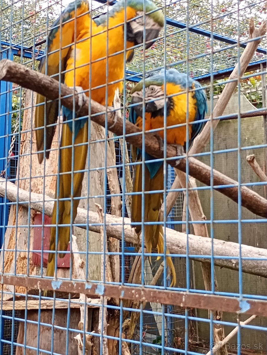 Ara ararauna