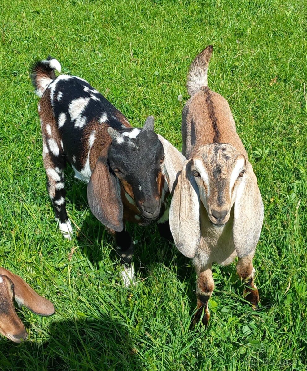 An capkovia