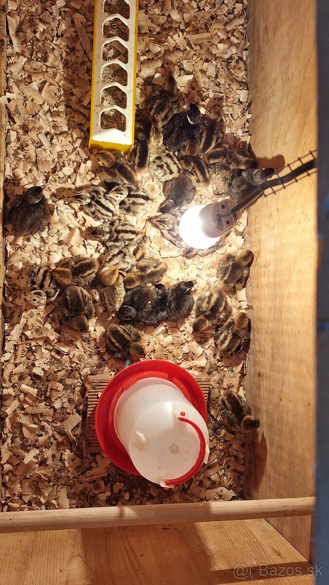 Prepelica japonska