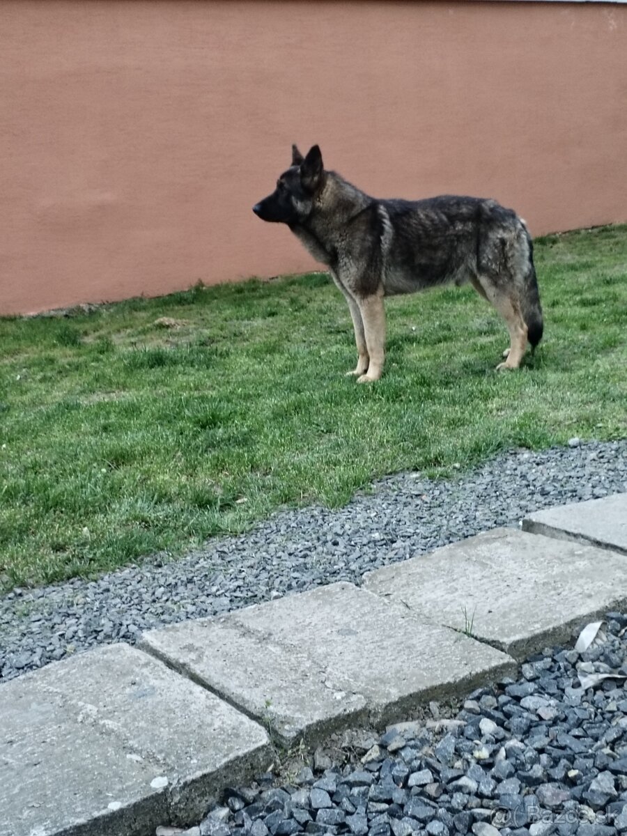 Predám nemecký ovčiak vola sa Teddy ma 15 mesiacov