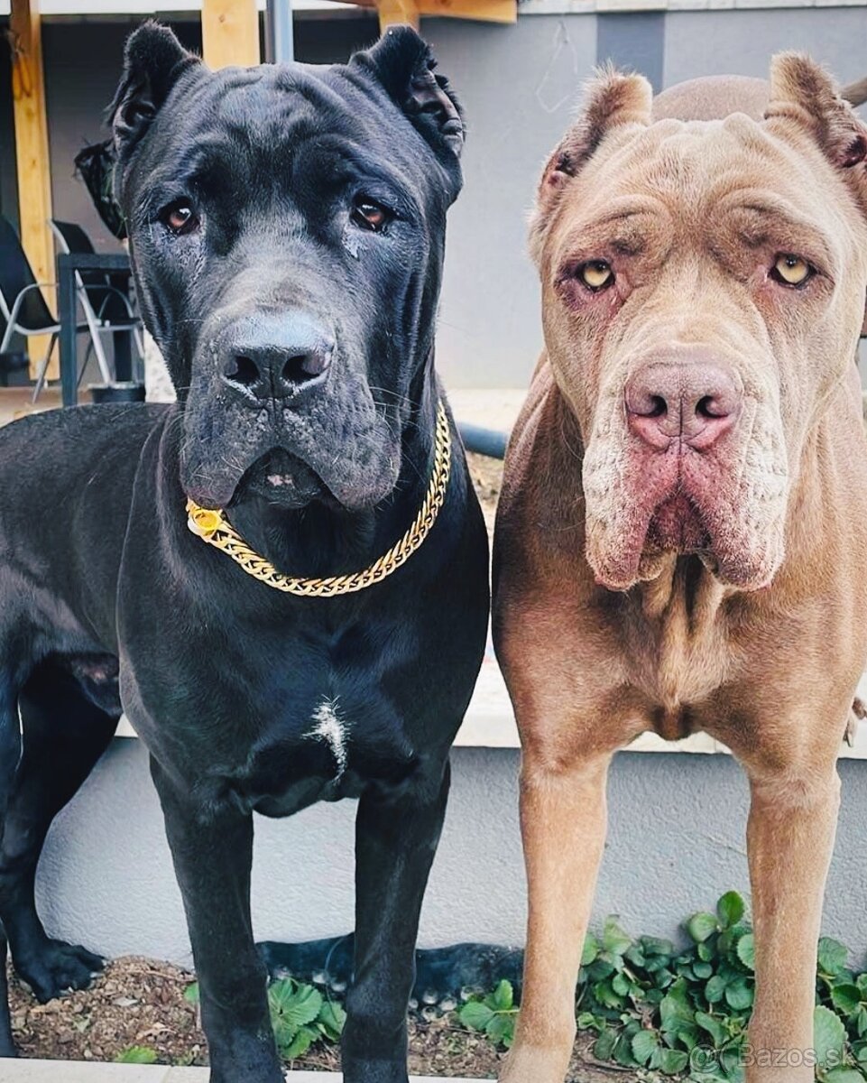 Bandog
