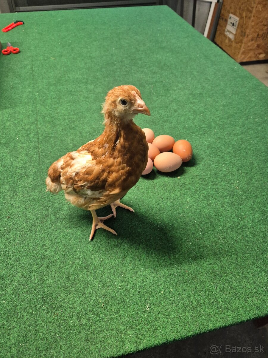 Mládky nosníc , krmivo