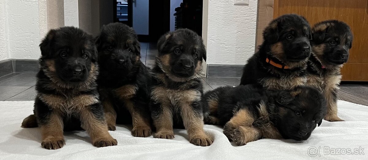 Šteniatka nemeckého ovčiaka s PP