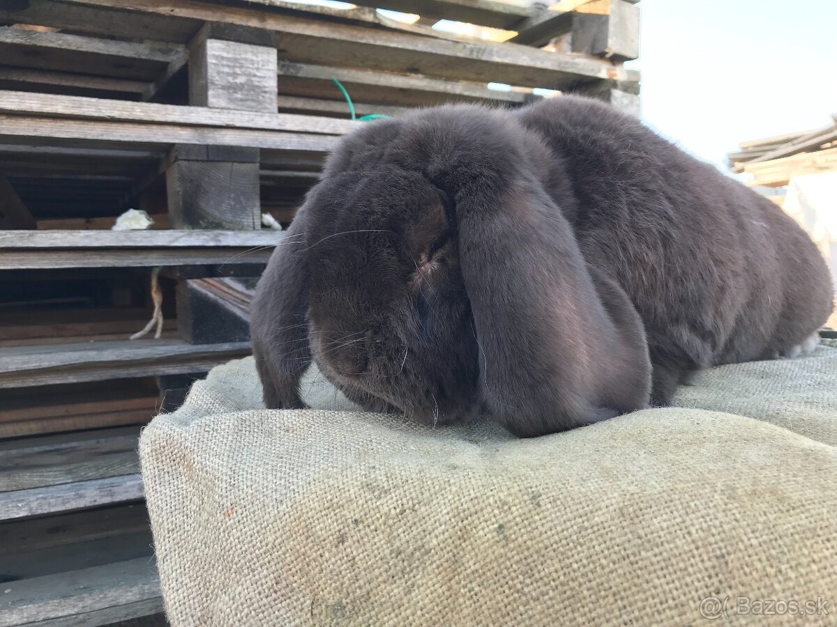 Francúzskeho barana