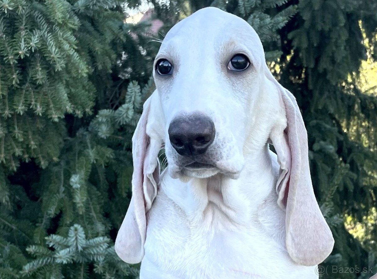 Porcelaine – štěniatko s PP