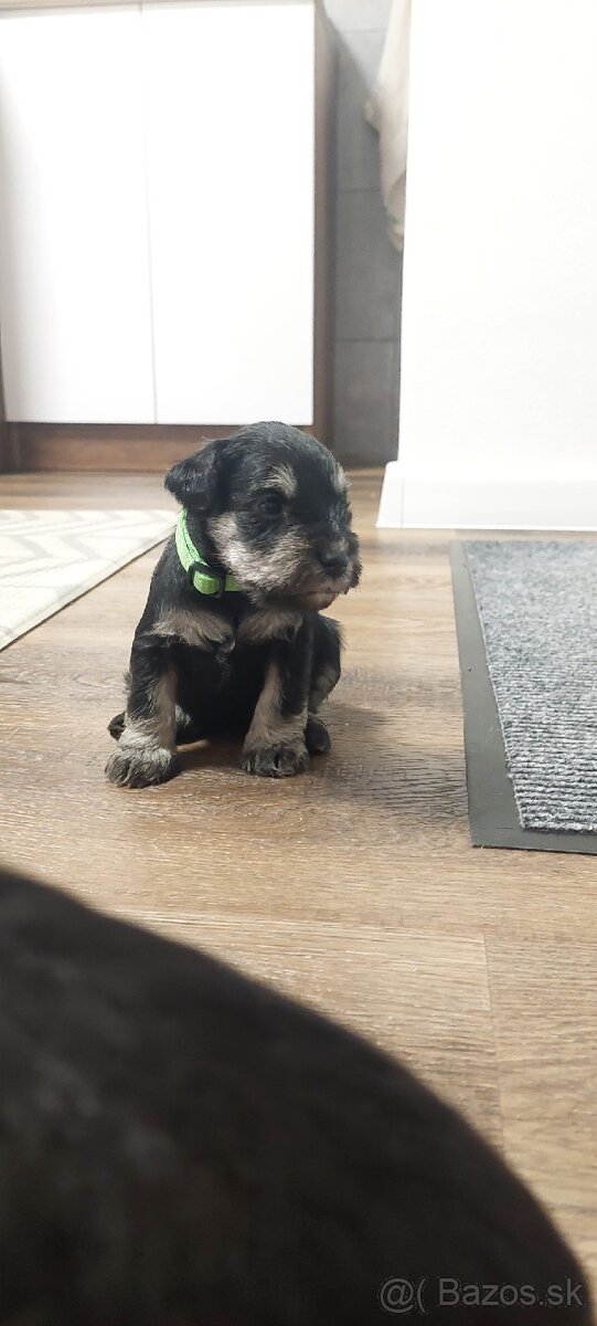 Bradáč malý čiernostrieborný s PP - posledná fenka voľná