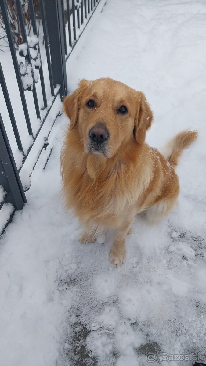 Zlatý retriever na krytie