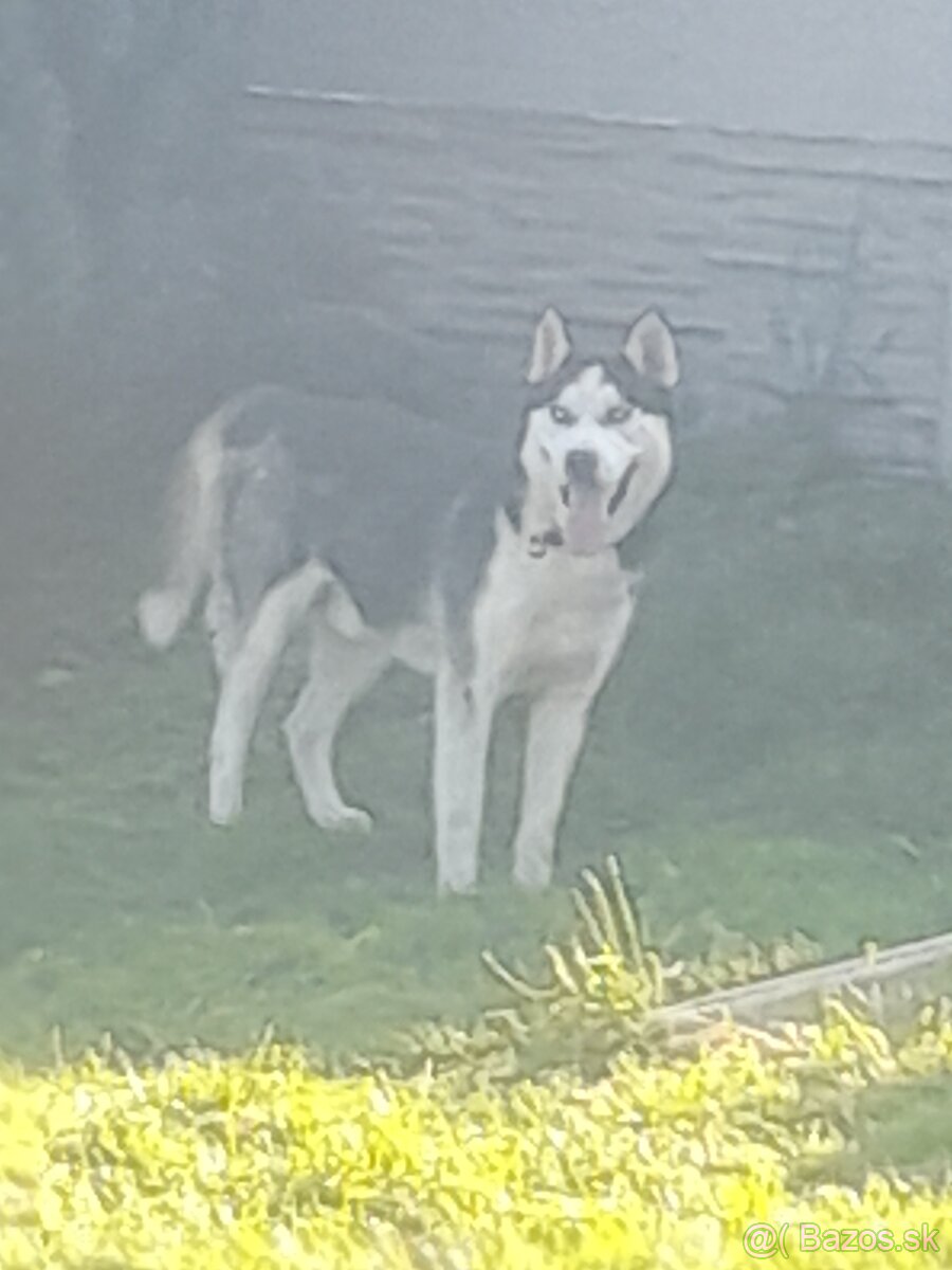Šteniatka sibírsky husky