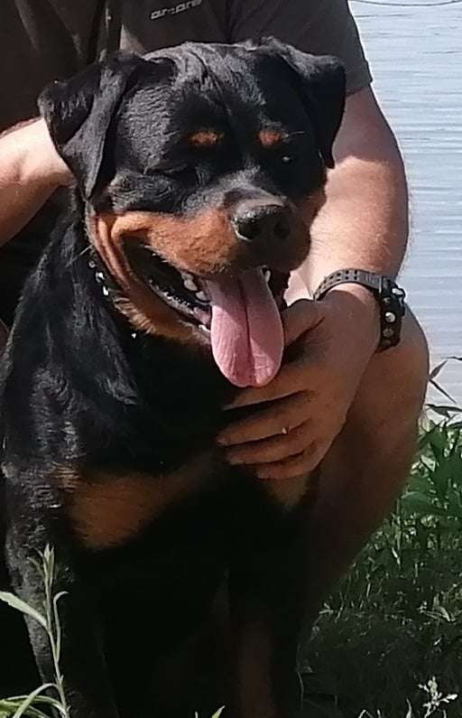 Rottweiler krytie