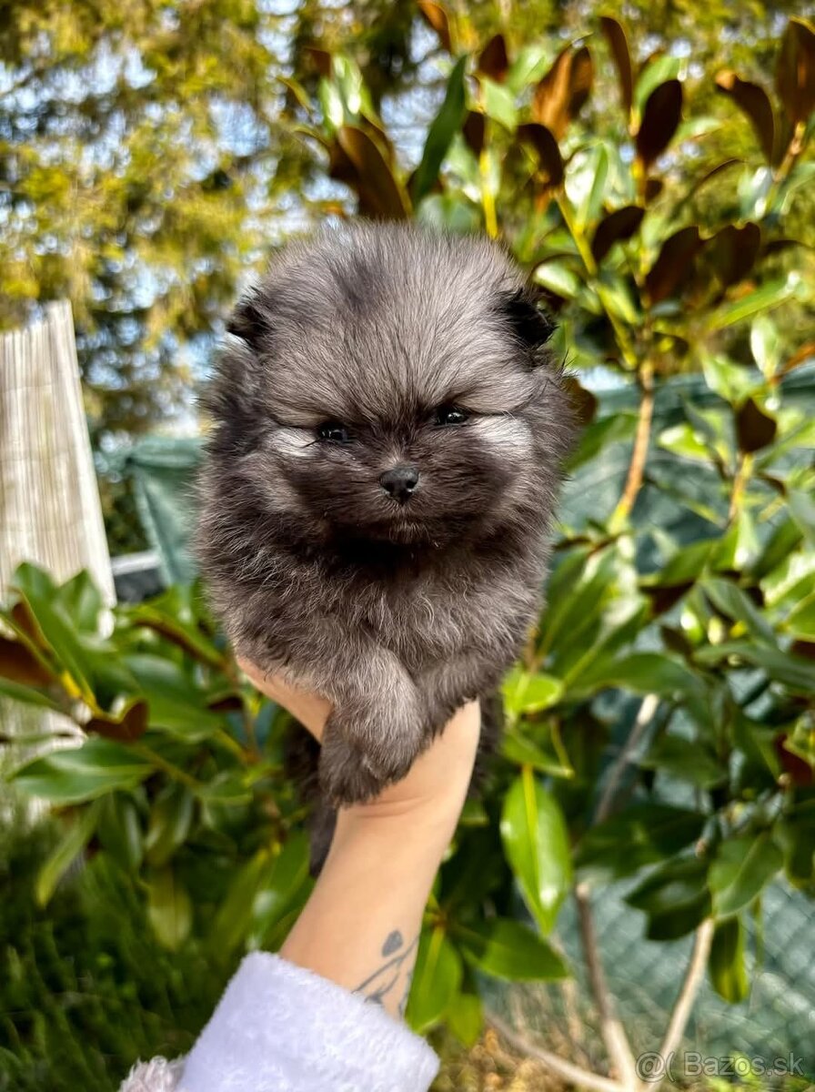 Pomeranian mini šable