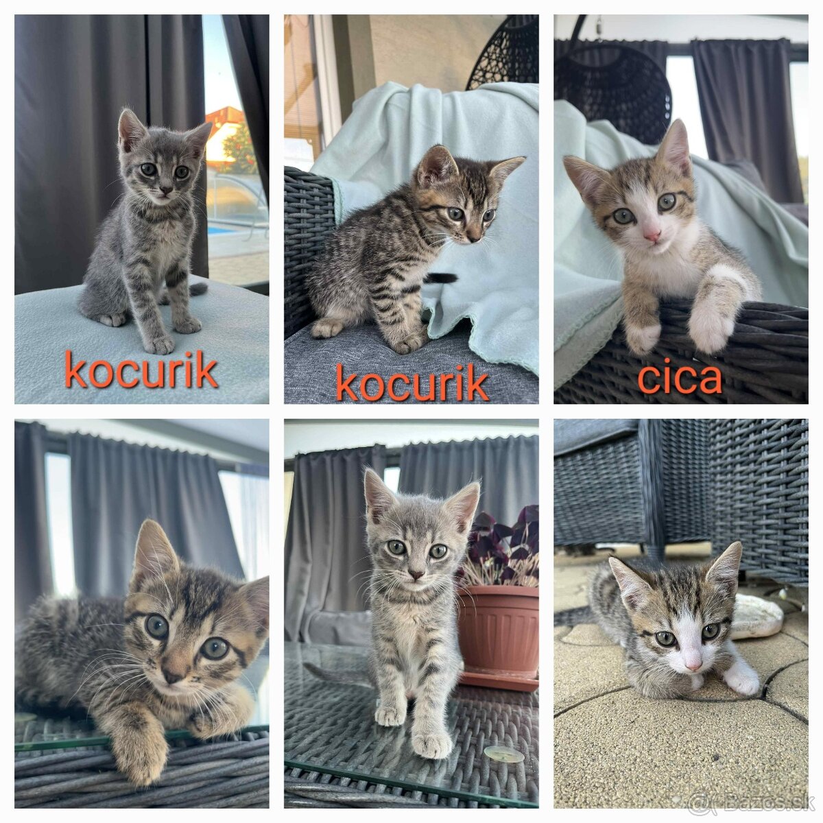Darujeme 2x kocurik a 1 mačička