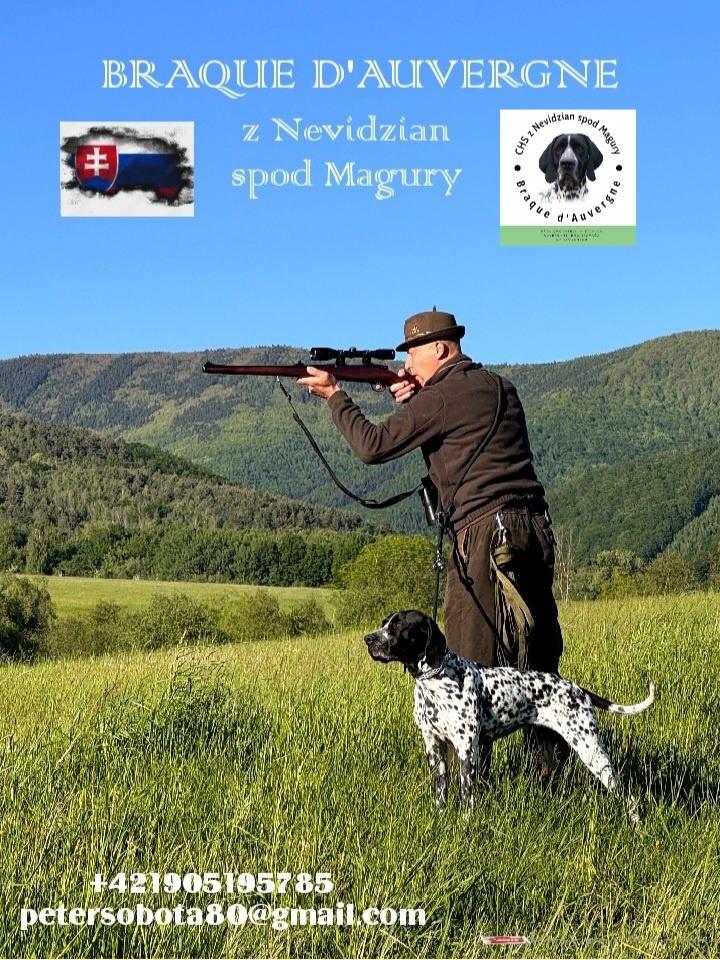 Stavač, Auvergneský stavač