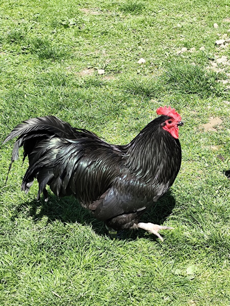 Australorpka veľká čierna