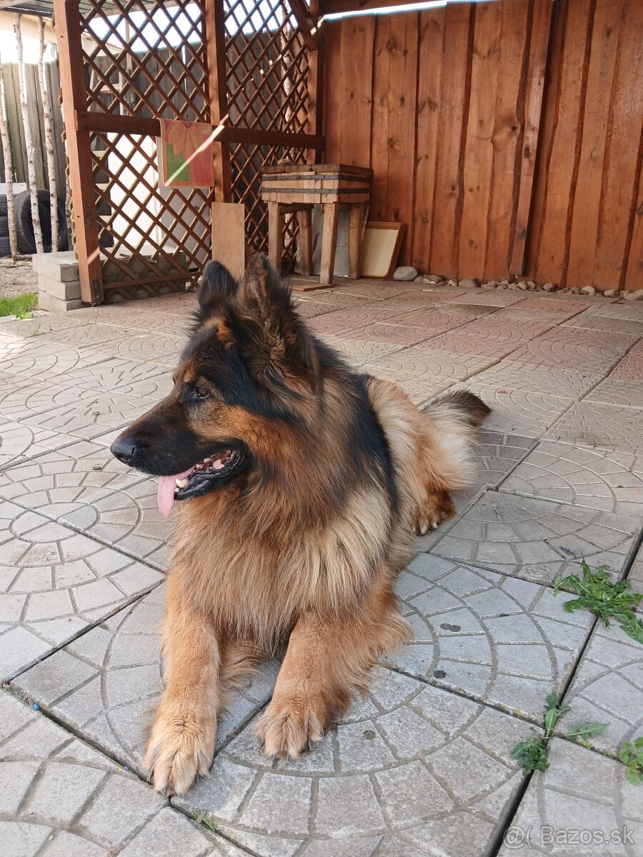 Nemecký ovčiak