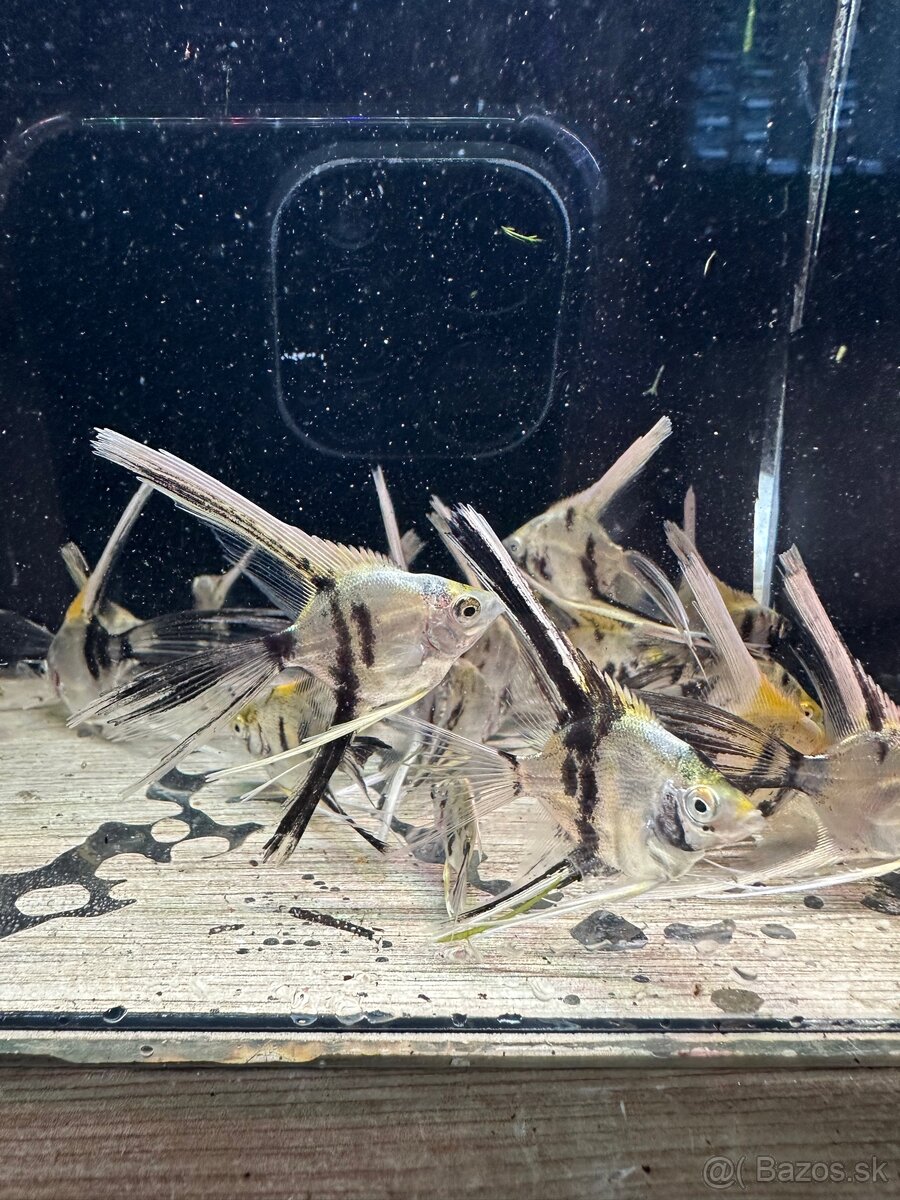🐠 Skalár biely – Marble Longfin (mladé)