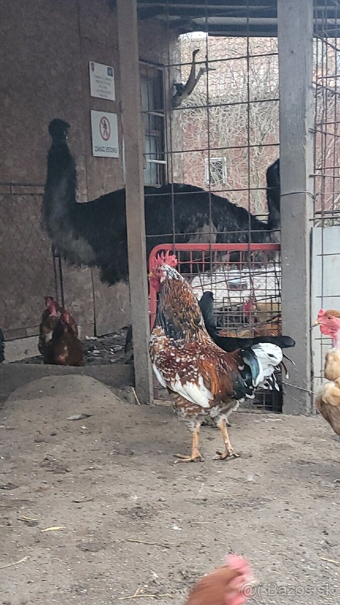 KOHÚT Švédska kvetinka