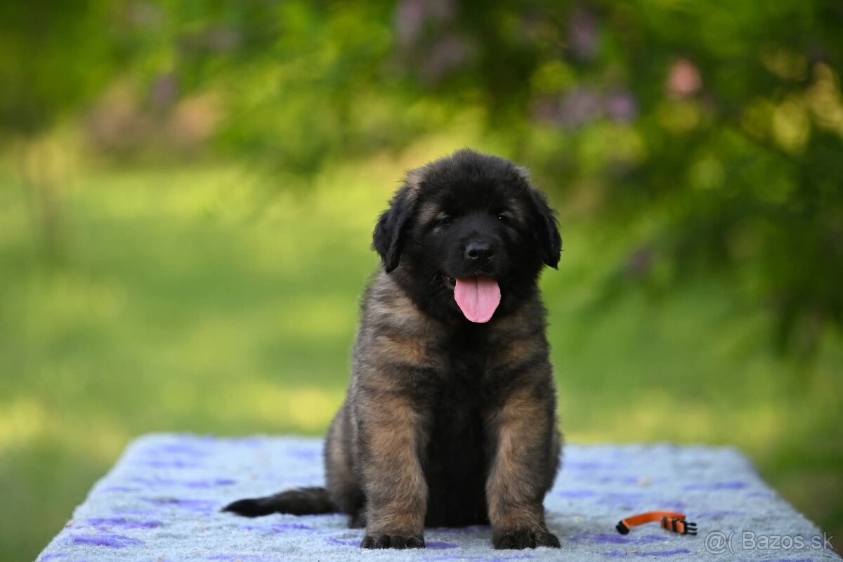 Leonberger s rodokmeňom