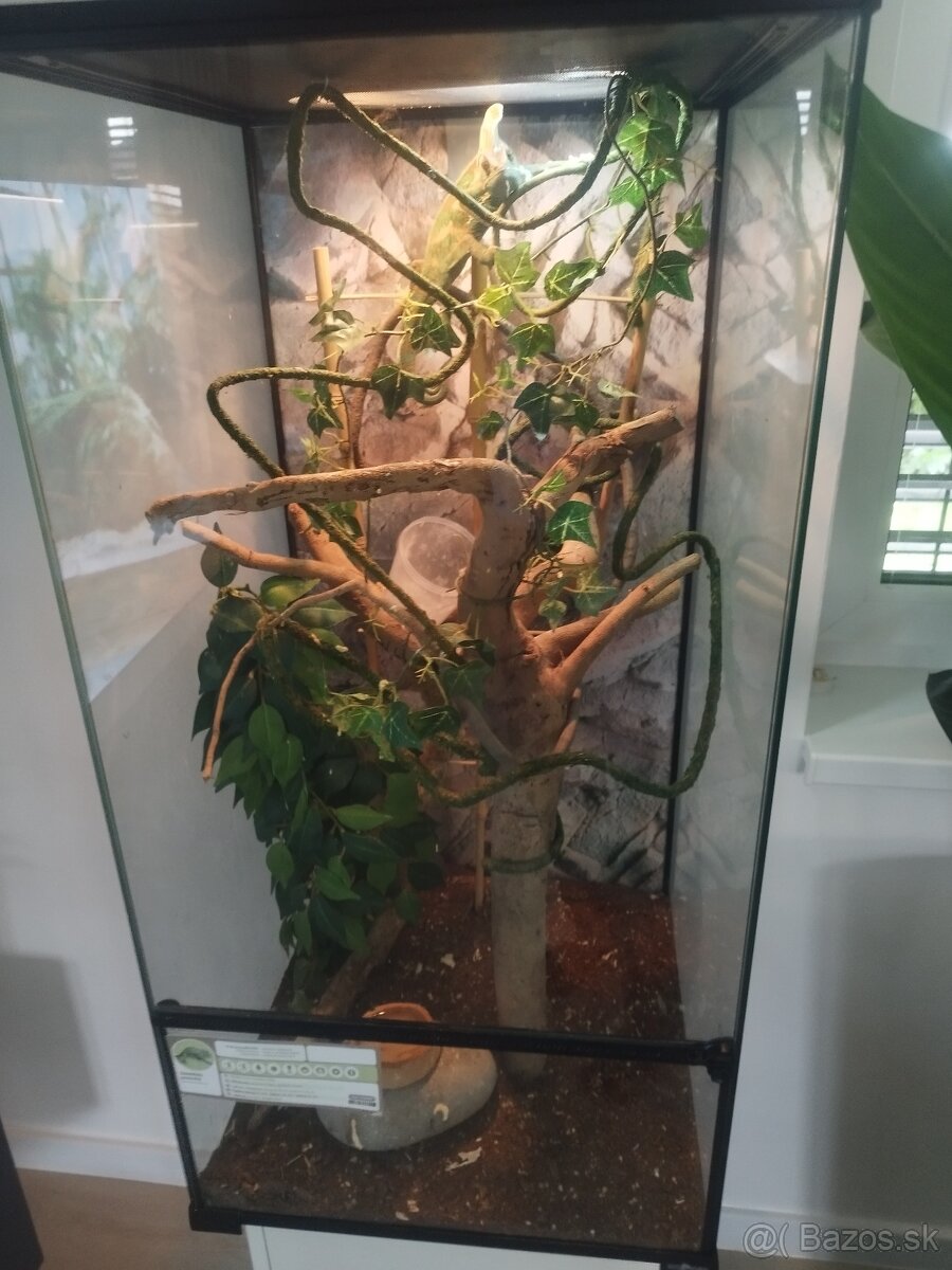 Chameleon Jemenský