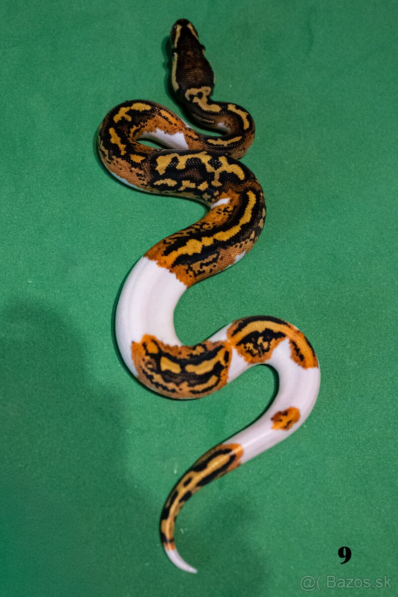 Pytón kráľovský/ Python regius