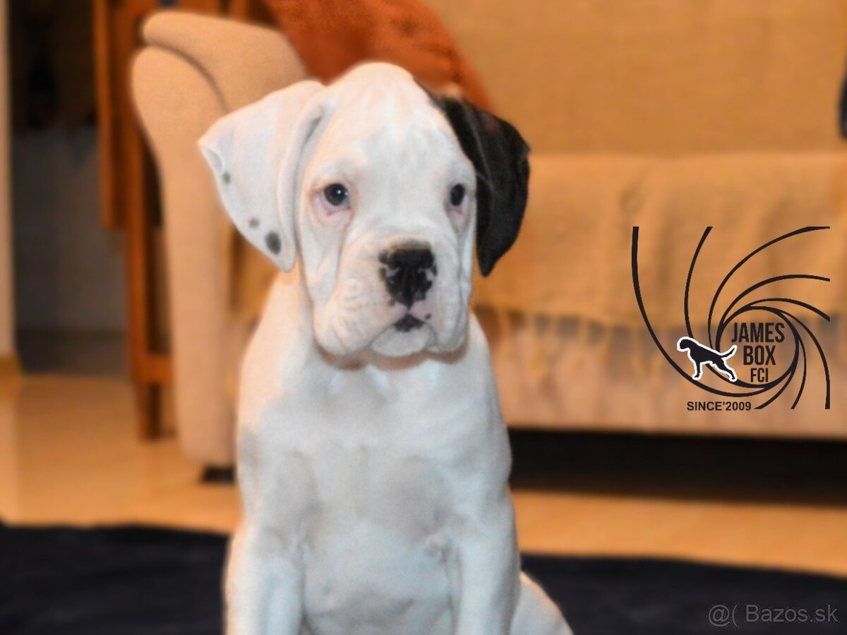 Nemecký boxer- šteniatko s PP