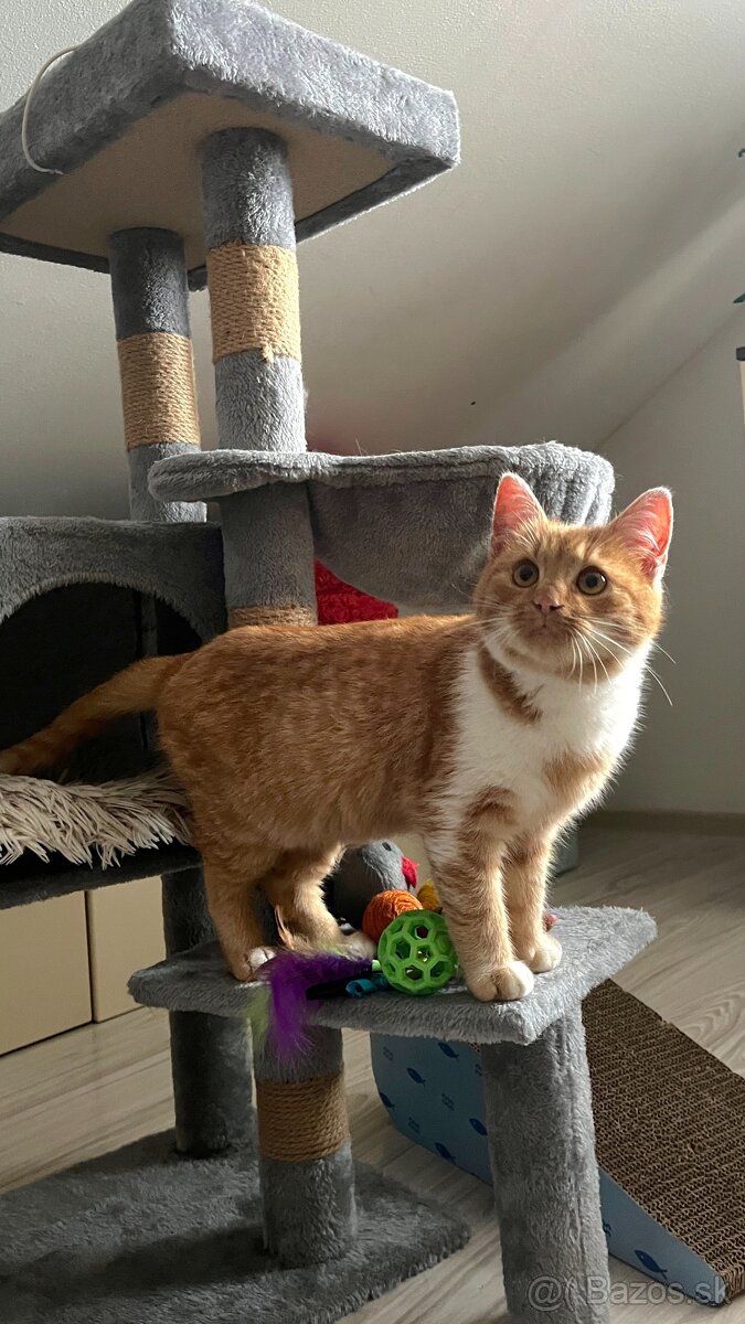 Darujem malého kocúrika