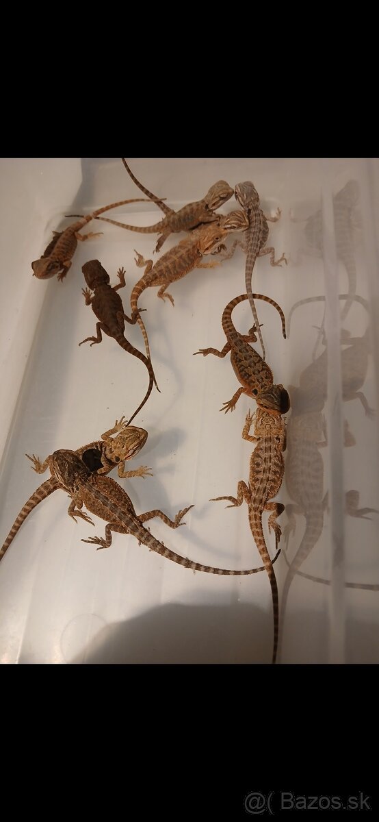 Agama bradata
