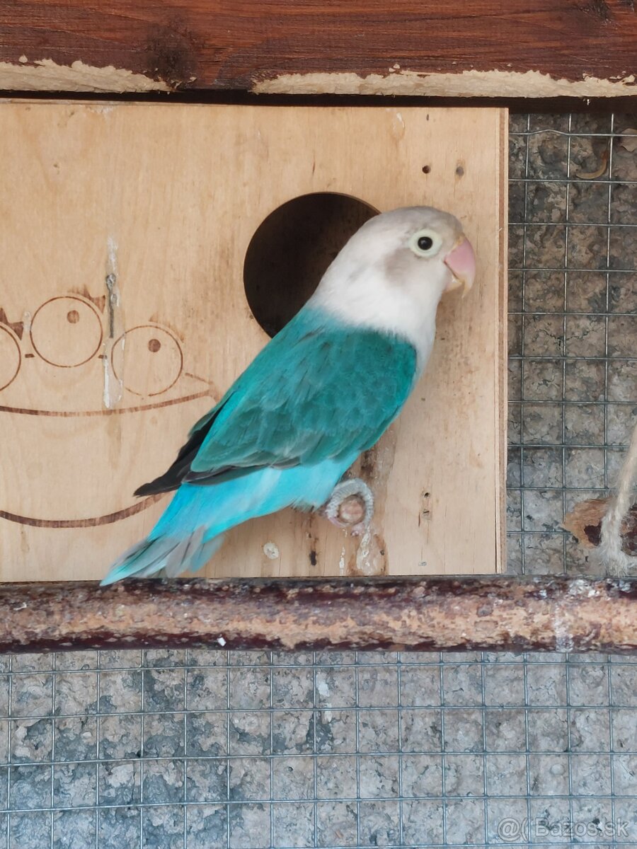 Agapornis fisher