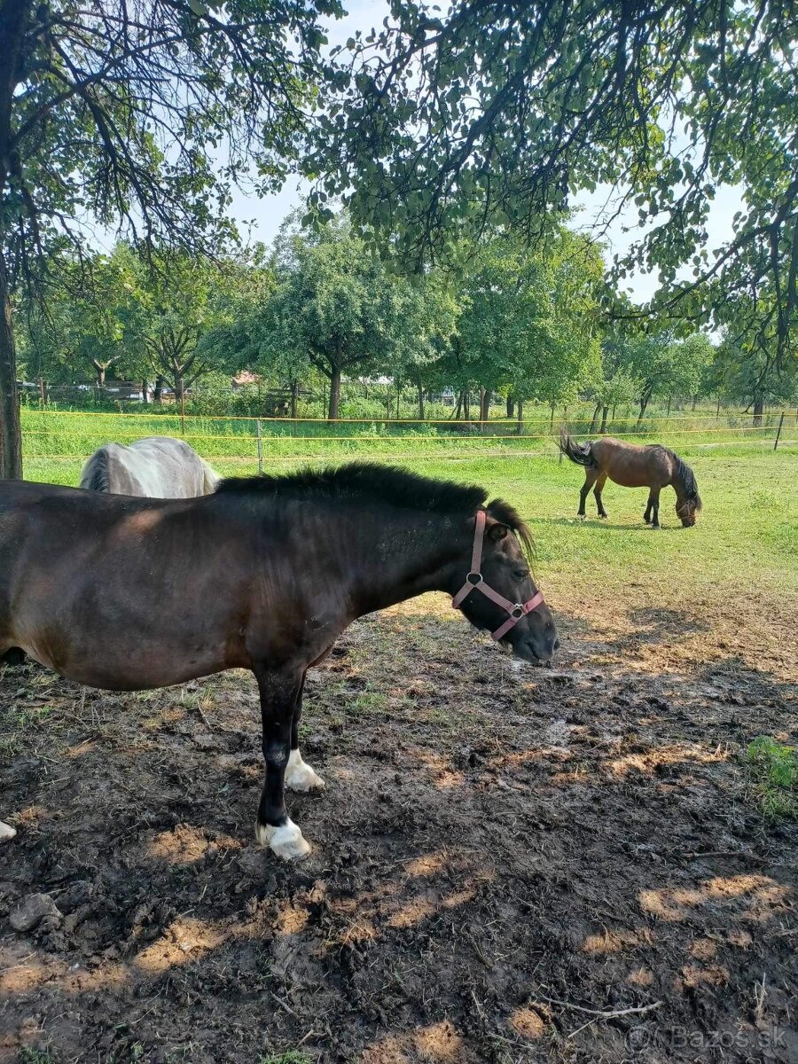 Pony kobylka