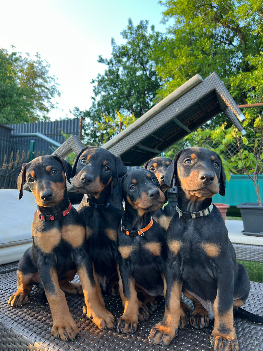 Doberman - šteniatka