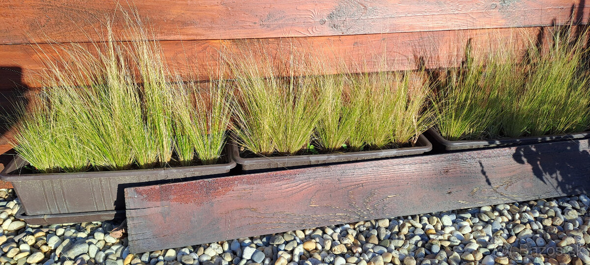 Predám trávu Kavyľ perovitý (Stipa)