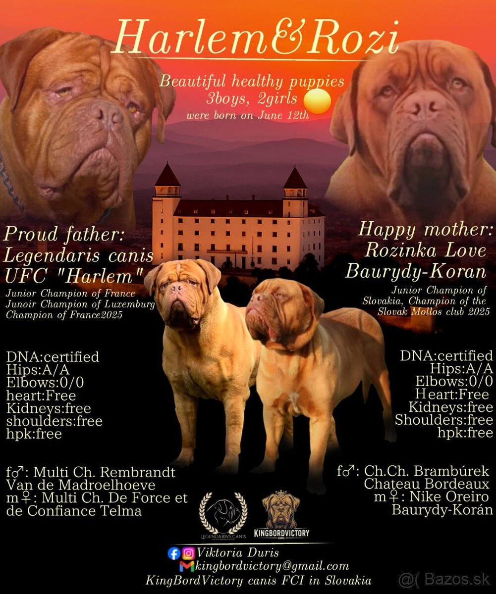 Šteňatá Dogo Bordeaux