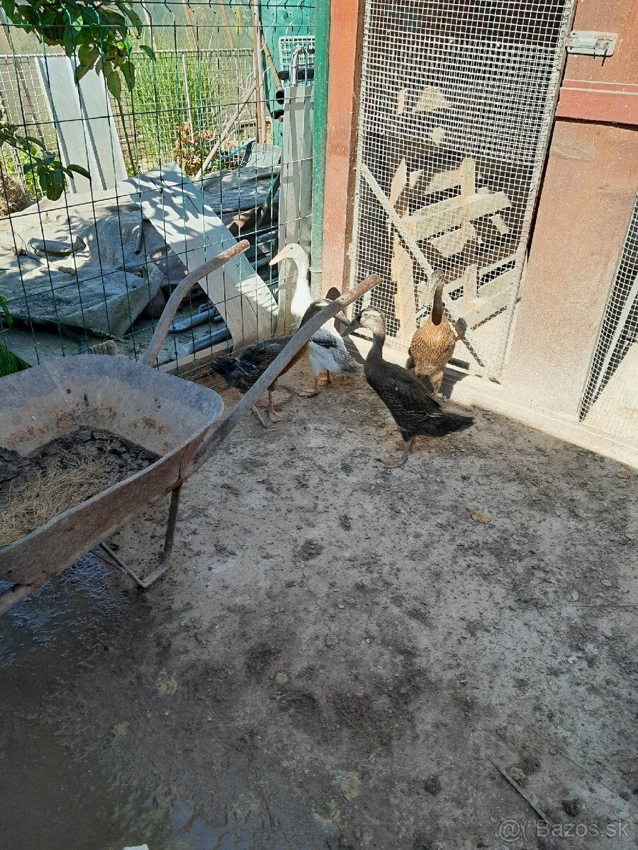 Predam indické bežce