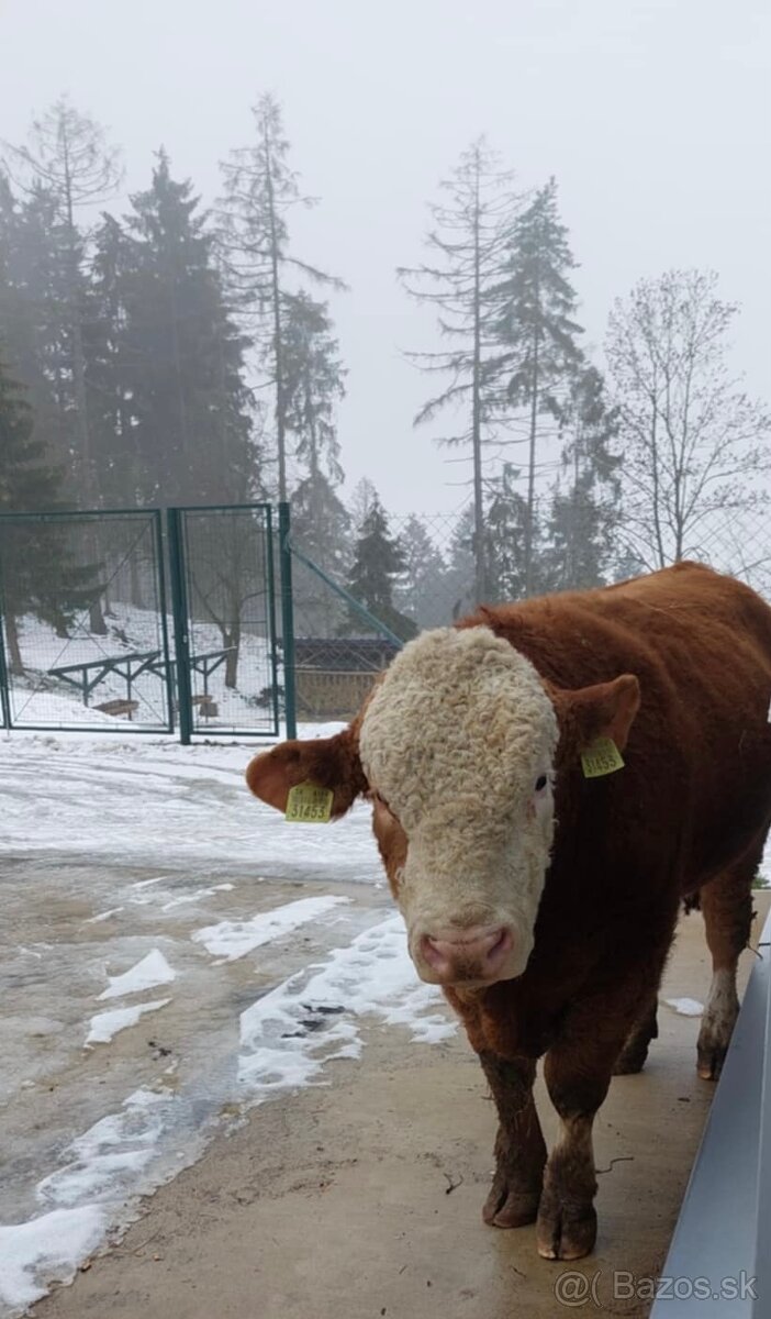 Predám býka - simental