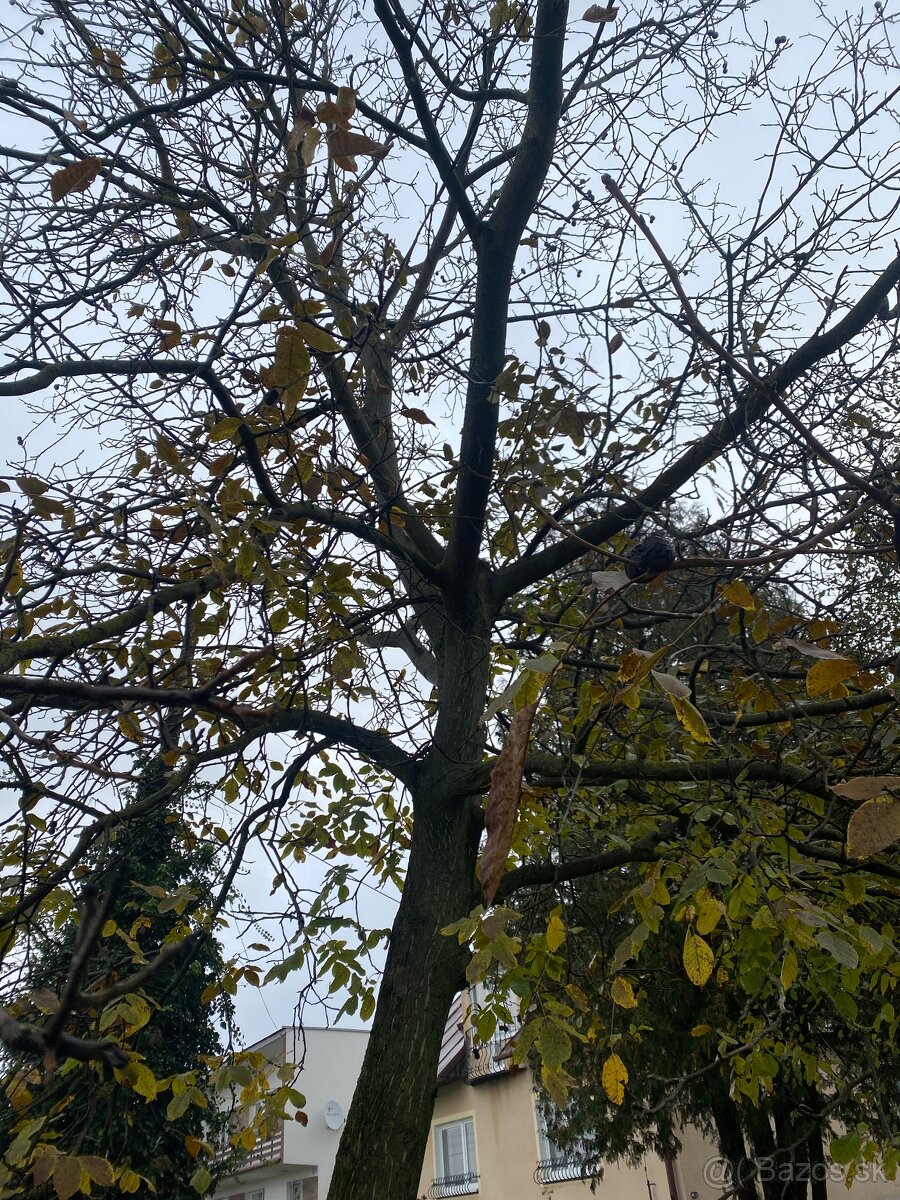 Orechové drevo  Čerešňove drevo