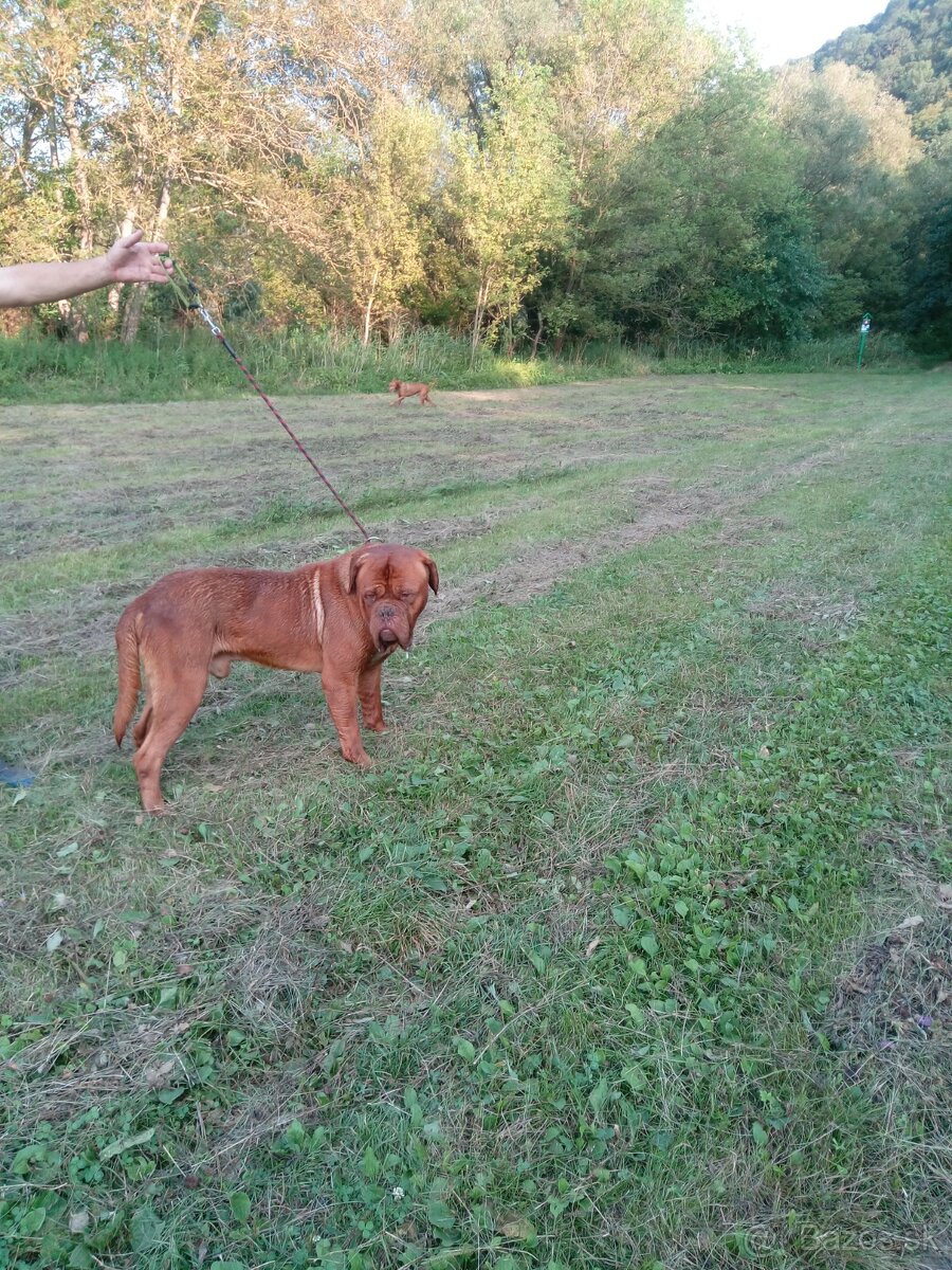 Dogue de Bordeaux