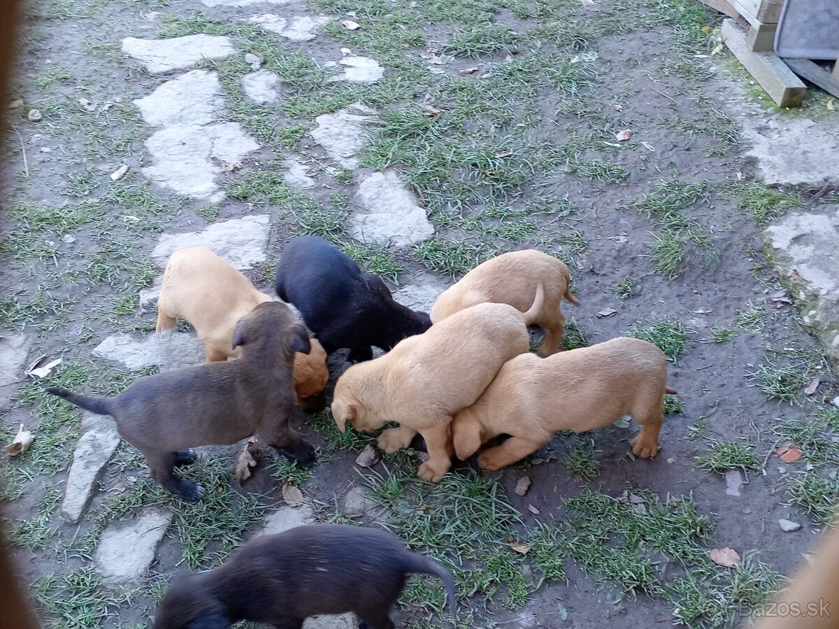 Darujeme rozkošné šteniatka