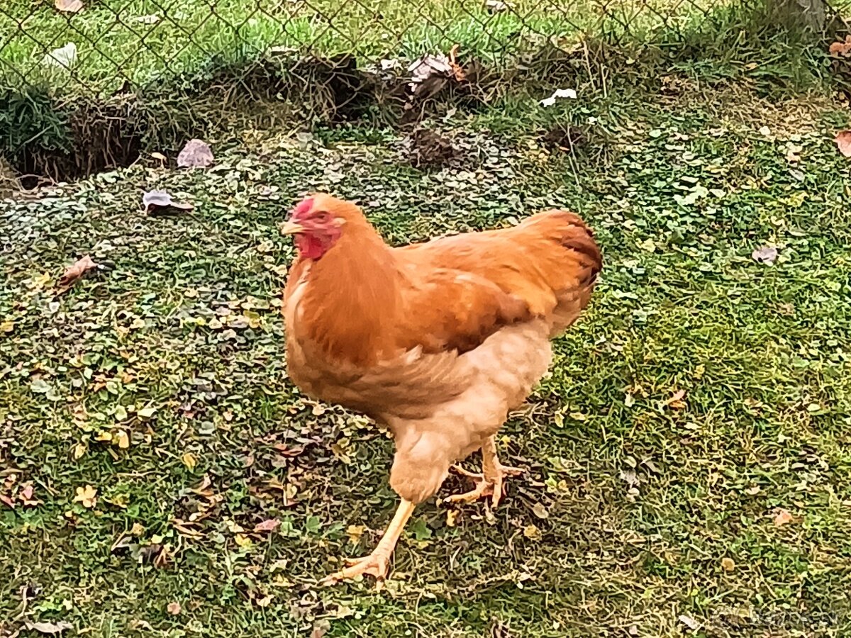 Predám Kohúty Oravka Hnedá a Vlaška Jarabičia