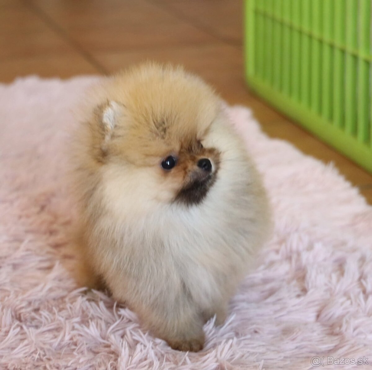 Pomeranian