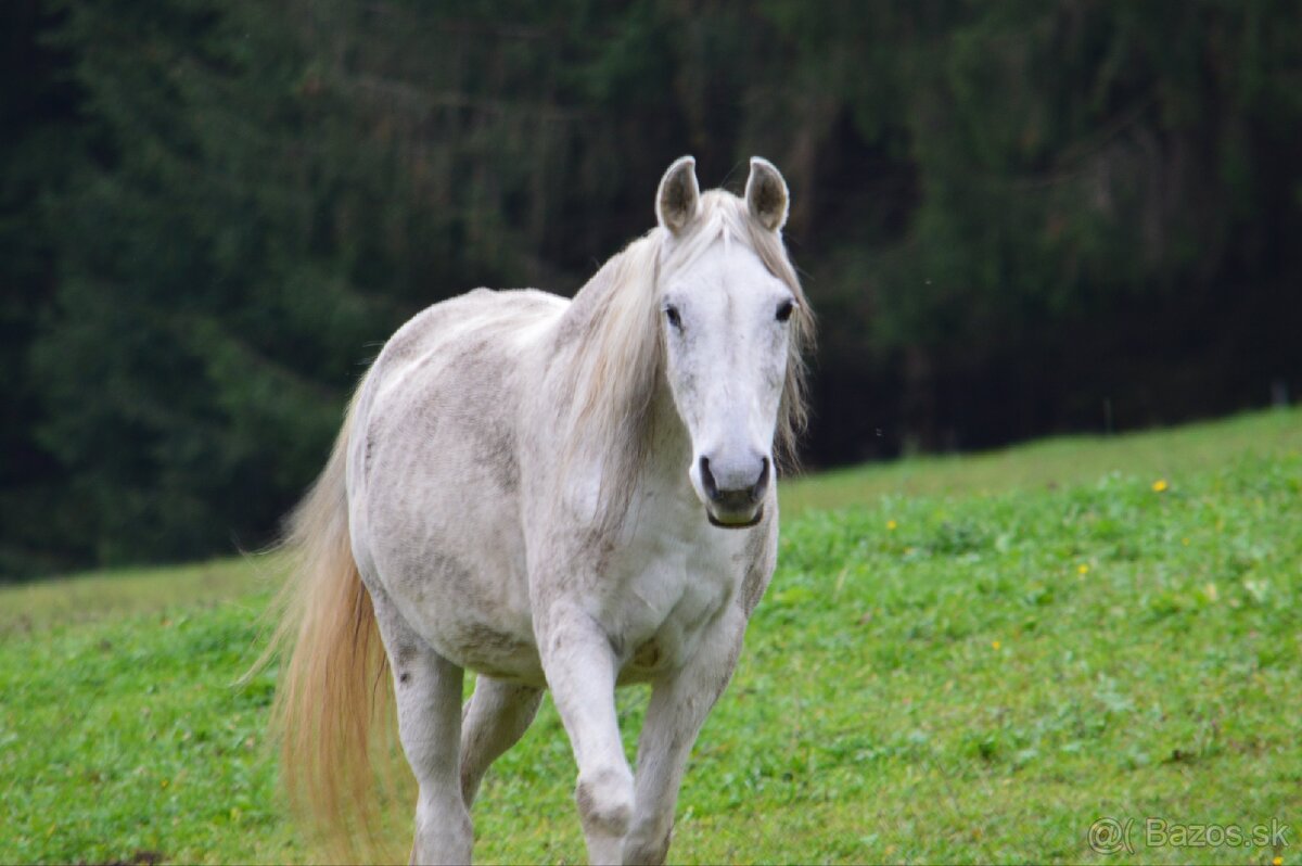 Kobyla originál arab