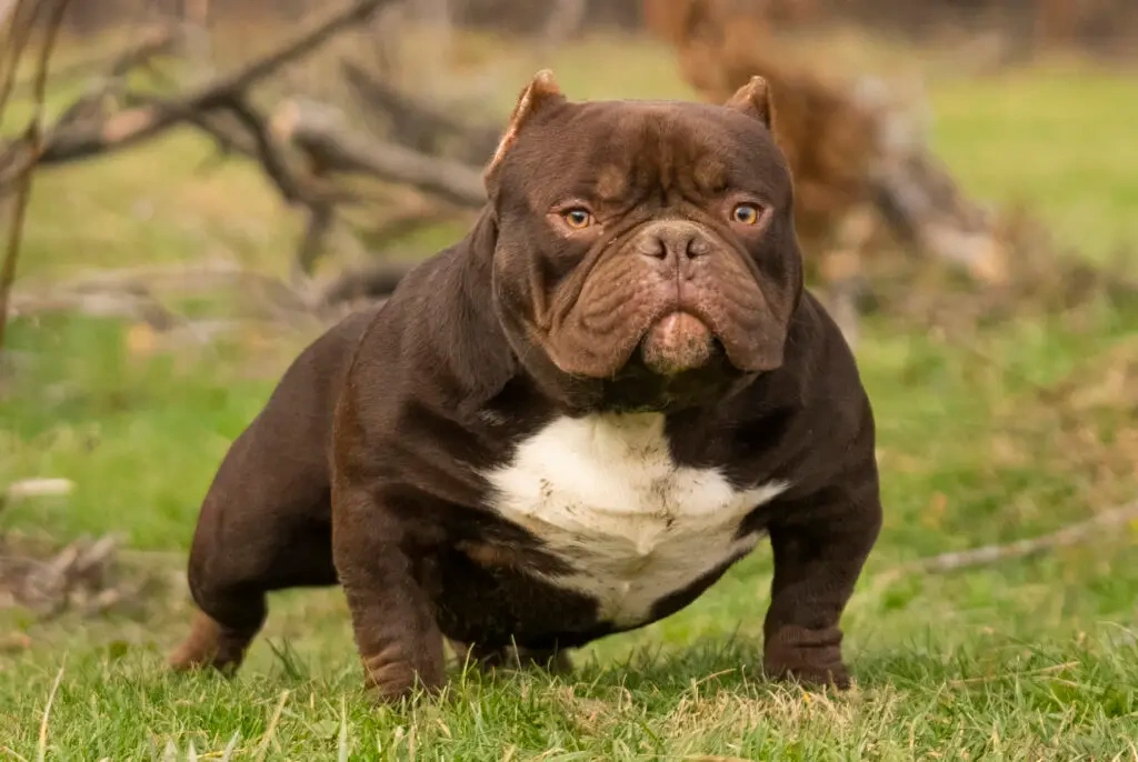 AMERICAN BULLY KTO DARUJE ?