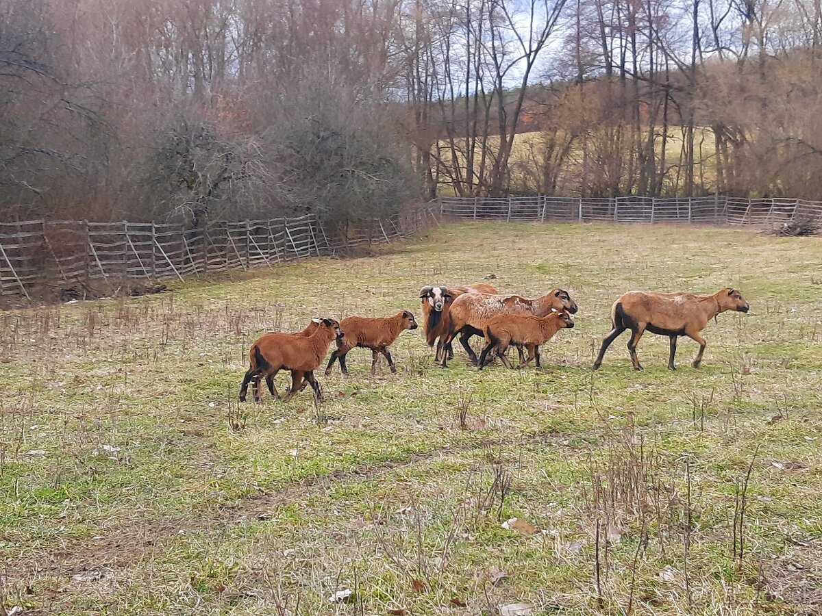 Predám kamerunské ovce