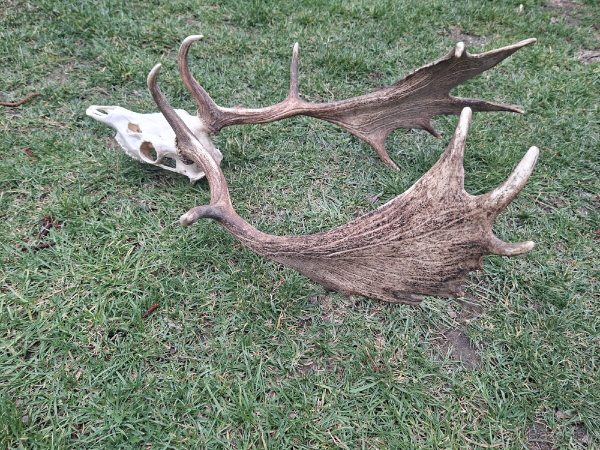 Daniel,trofej,parohy,zhody,trofeje