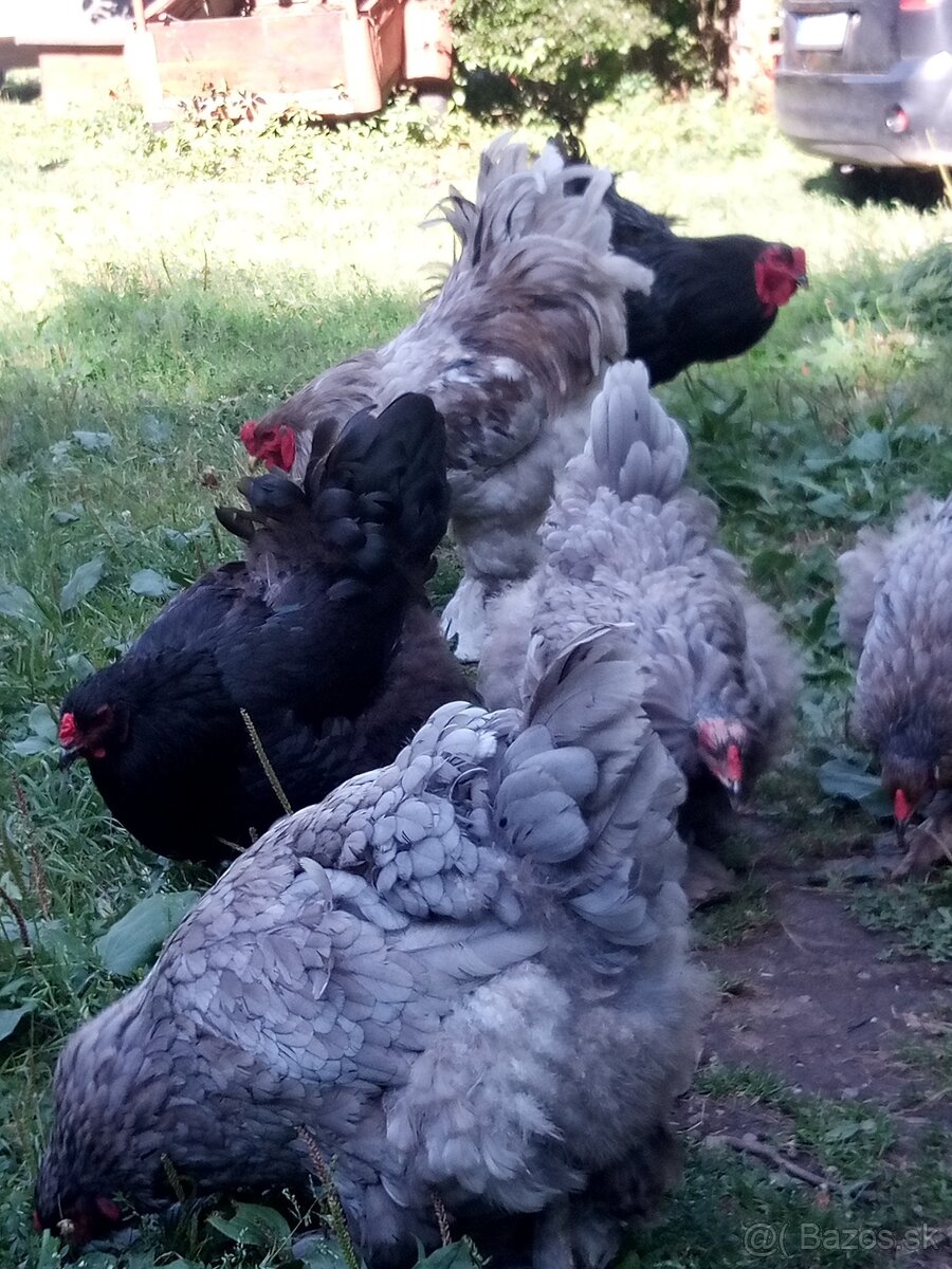 NV Brahmanky veľkej