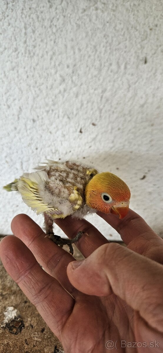 Agapornis fischeri