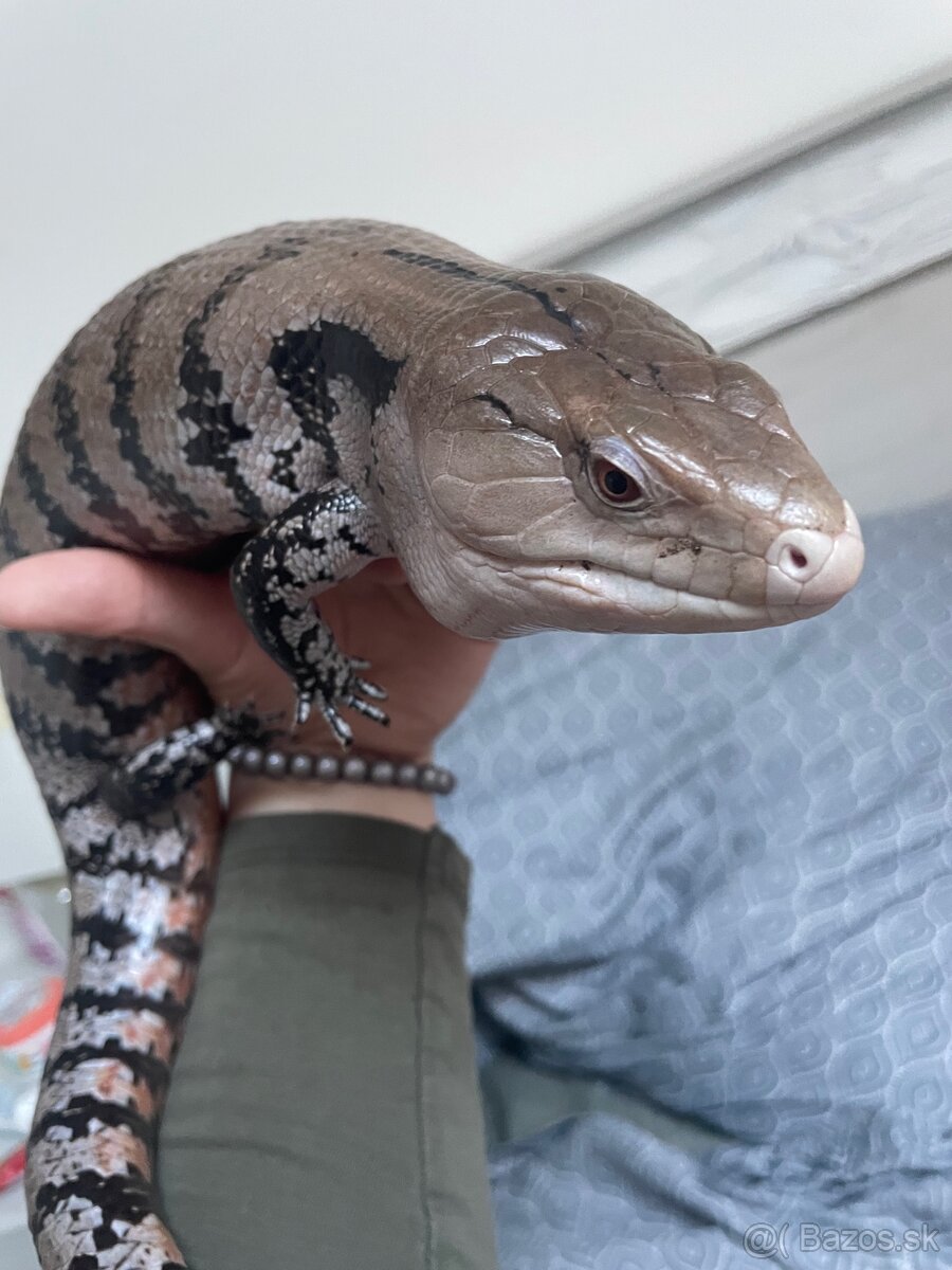 Tiliqua Gigas 0.1