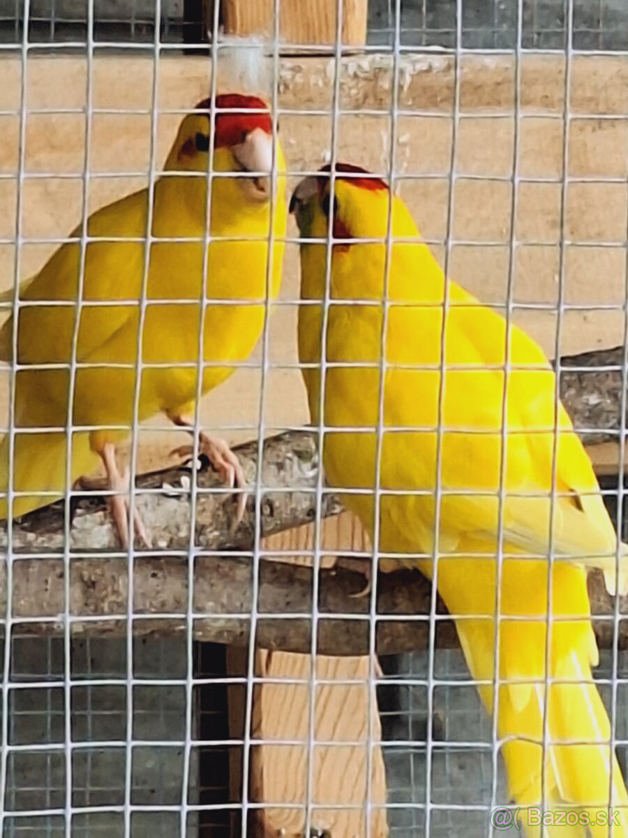 Kakariky