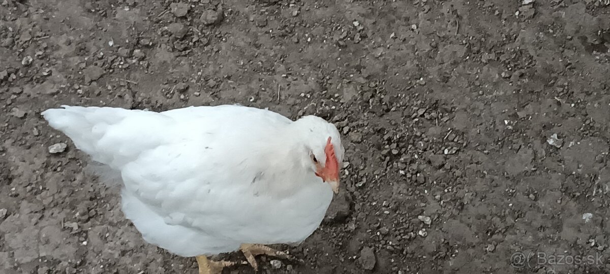 Predám mladých kohútov